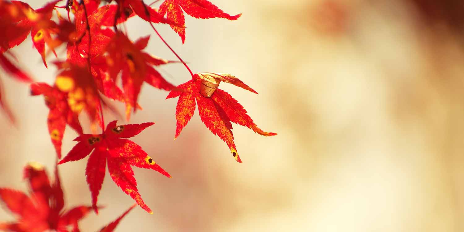 vacanze e weekend foto di foglie in autunno